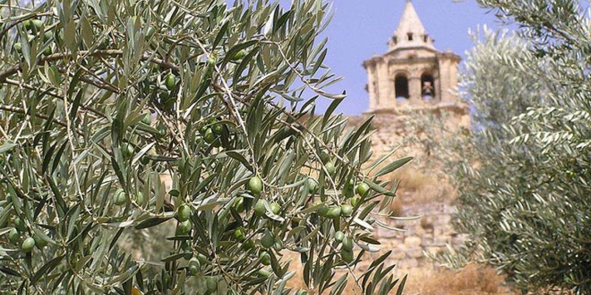 Investigan una molécula extraída del olivo que evitaría el contagio del VIH