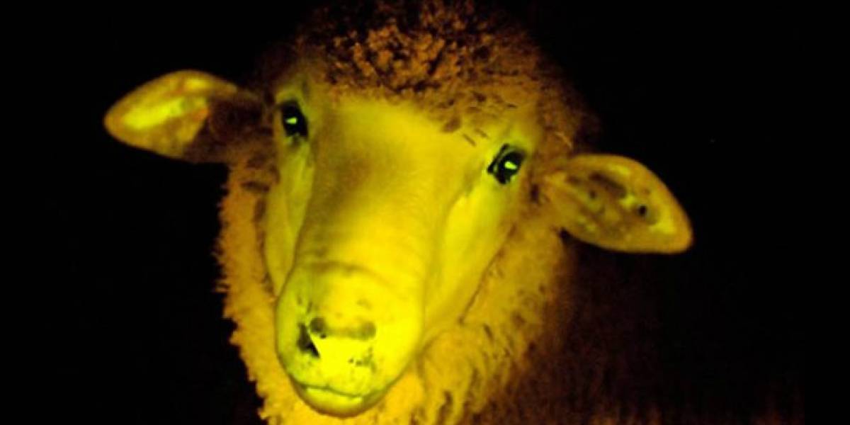 Científicos uruguayos crean ovejas que brillan en la oscuridad