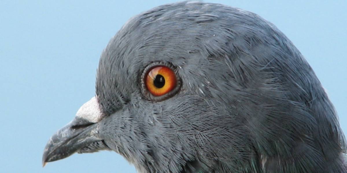 El cerebro de las palomas tendría su propio GPS interno