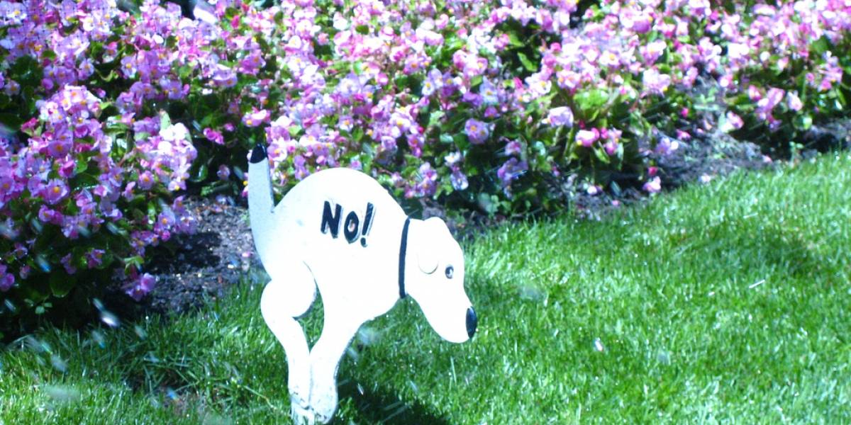 Los perros se alinean con el campo magnético de la Tierra para hacer sus necesidades