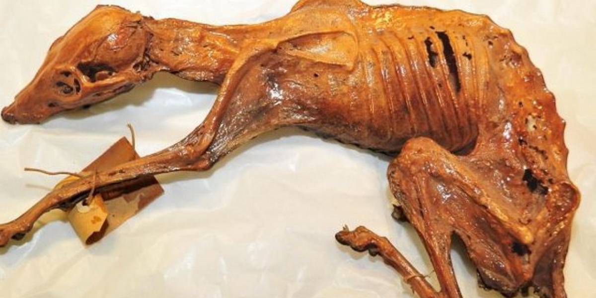 México: Realizarán estudios a perro momia