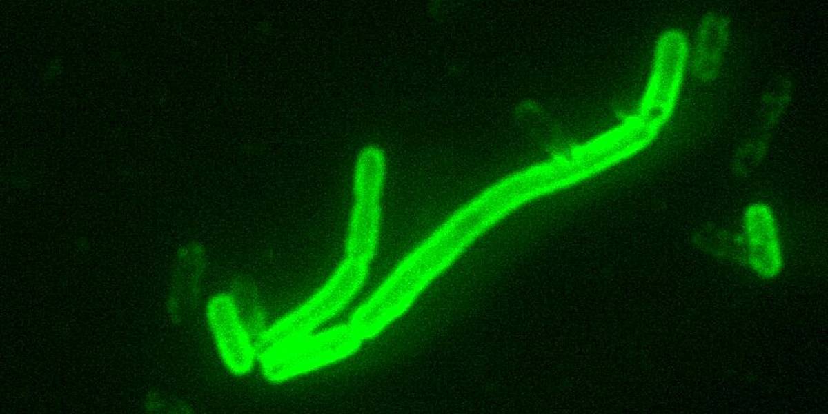 Reconstruyen genoma de bacteria causante de la plaga de Justiniano