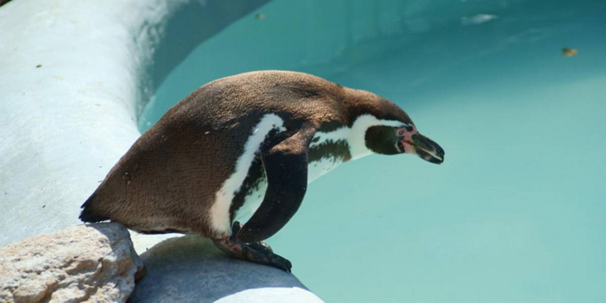 Microsoft entró a la lista de los 20 principales contribuyentes a Linux