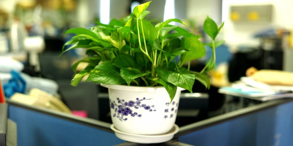 Espacios laborales adornados con plantas resultan favorables para la productividad