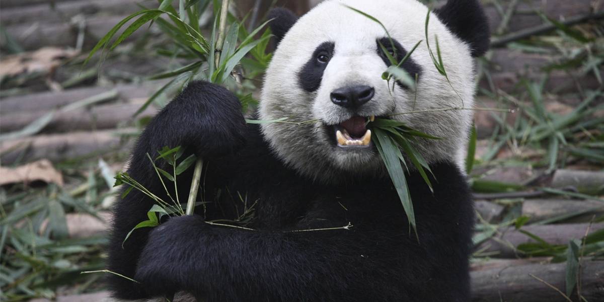 Antivirus de Panda se reconoce a sí mismo como un virus