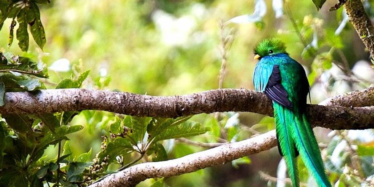 Ubuntu 12.10 ya tiene nombre: Quantal Quetzal
