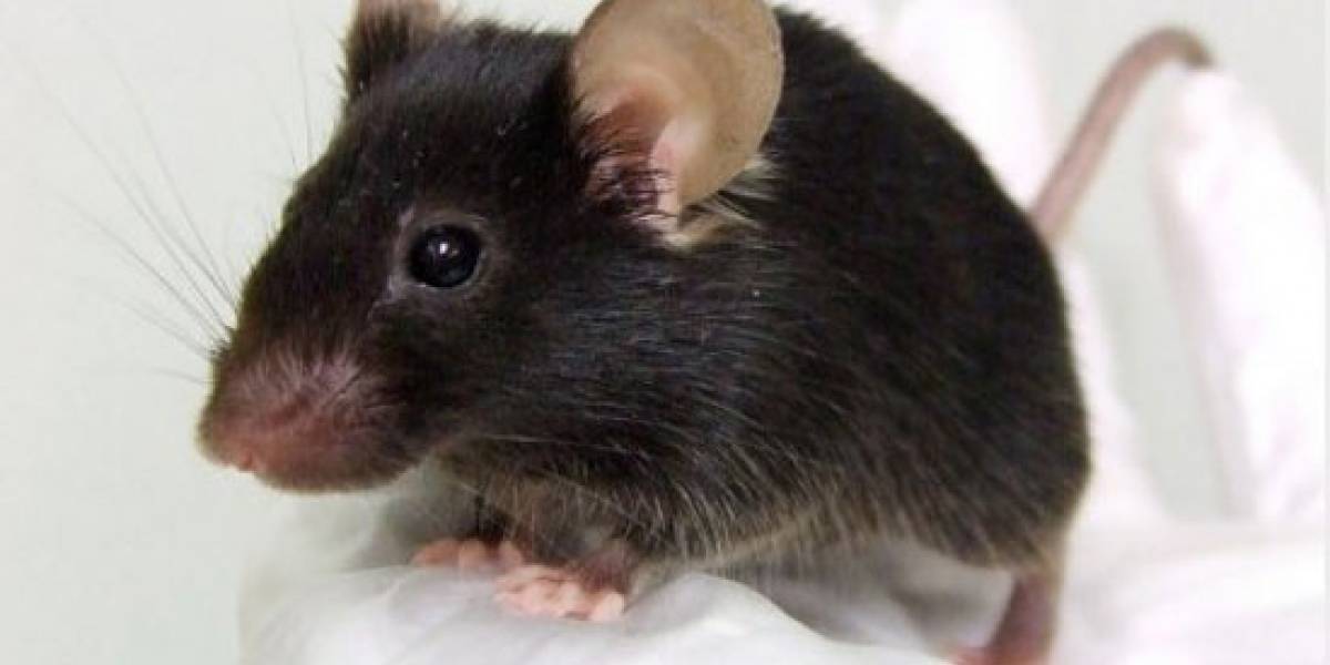 Japoneses crean genéticamente a un ratón que canta