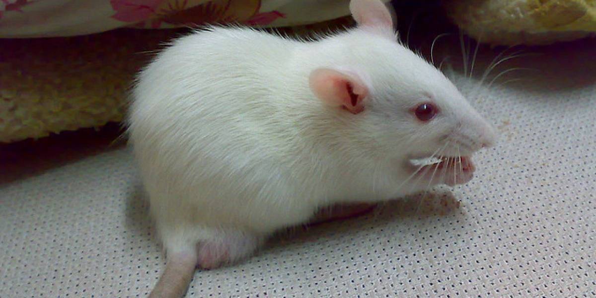 Científicos usan switch en ratas drogadas para devolver (y volver a quitar) la memoria