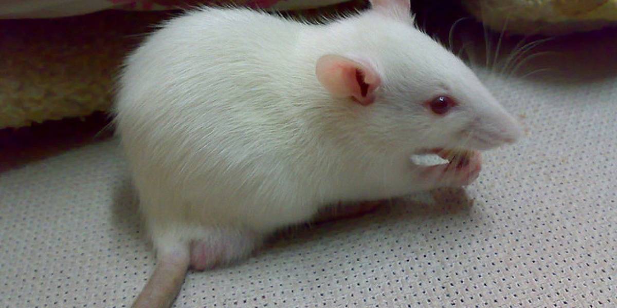 Científicos mutan genes para curar hemofilia en ratones; van por humanos y el SIDA