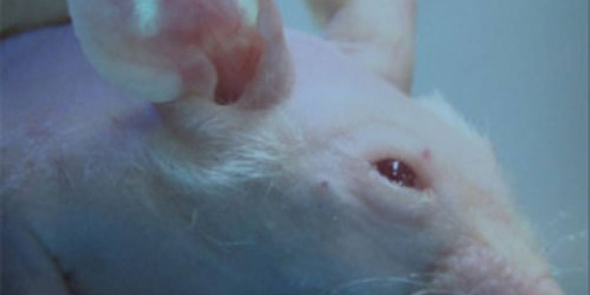 Científicos japoneses desarrollan medidor de glicemia implantable