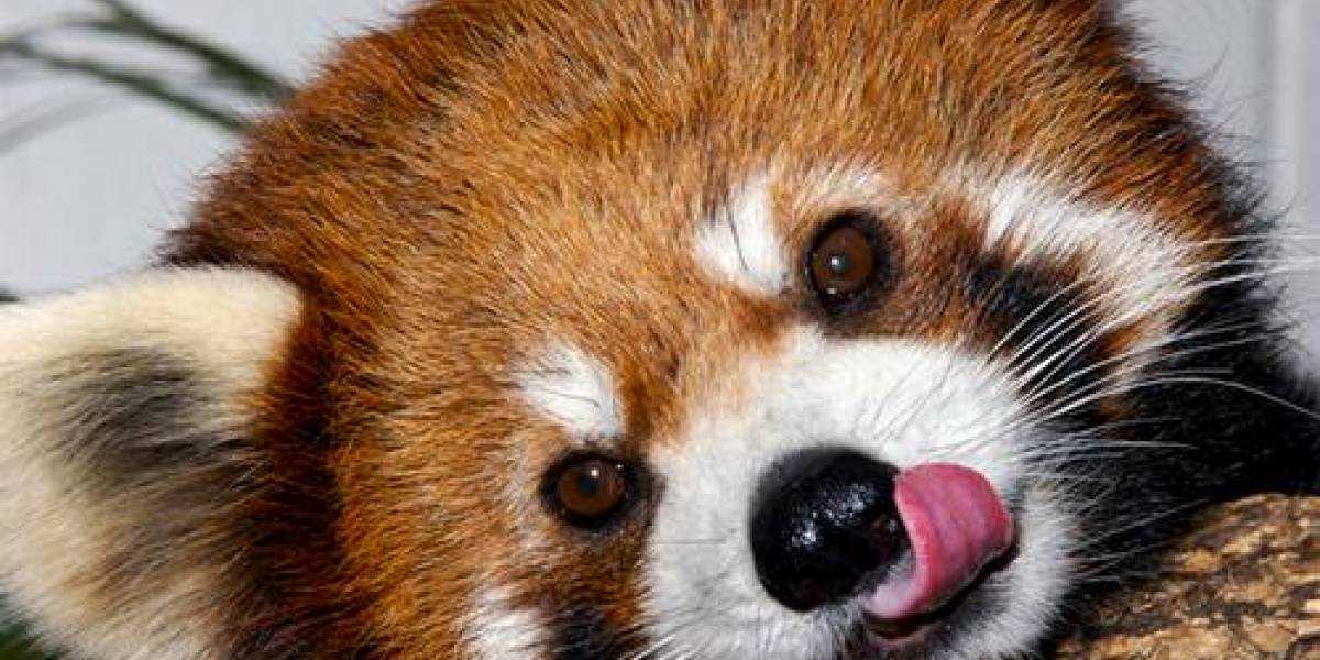 La nueva versión de Firefox promete privacidad absoluta