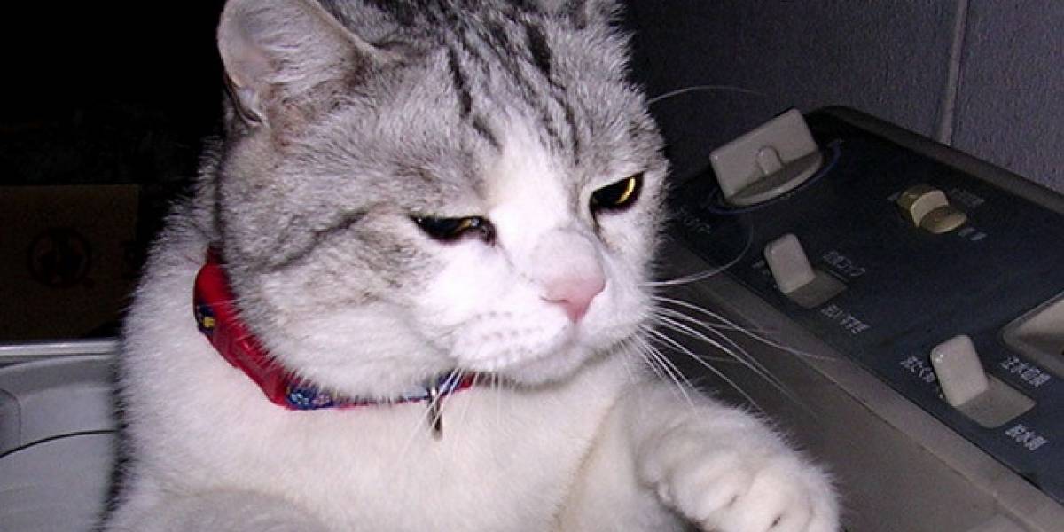 ¡Prepárate para el Festival de Video de Gatos!