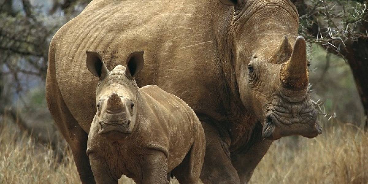 Científicos podrían salvar especies en peligro de extinción a partir de células de piel