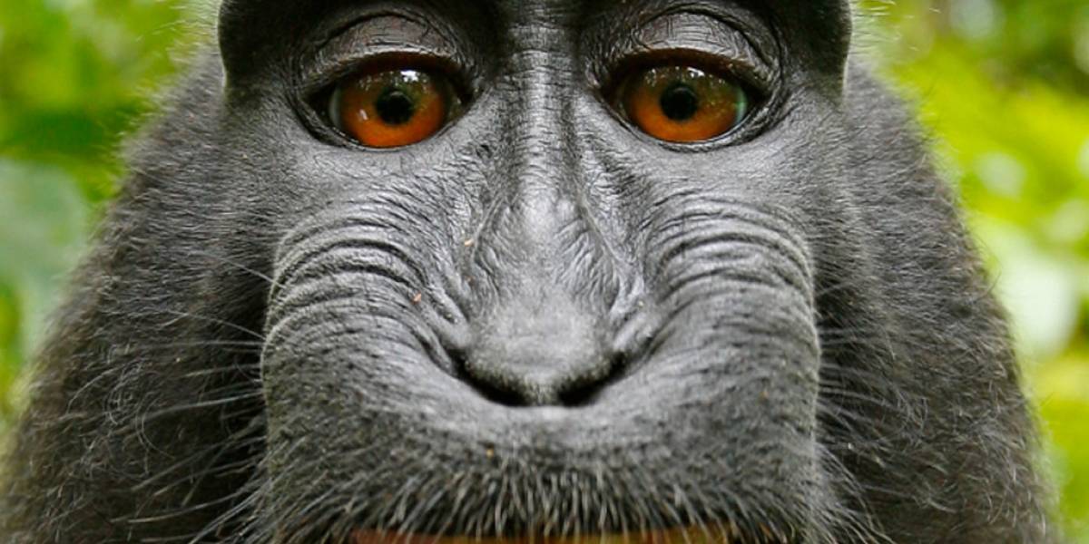 Una selfie tomada por un mono mete en problemas legales a Wikimedia