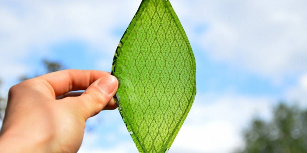 Estudiante crea la primer hoja bioartificial que convierte luz y agua en oxígeno