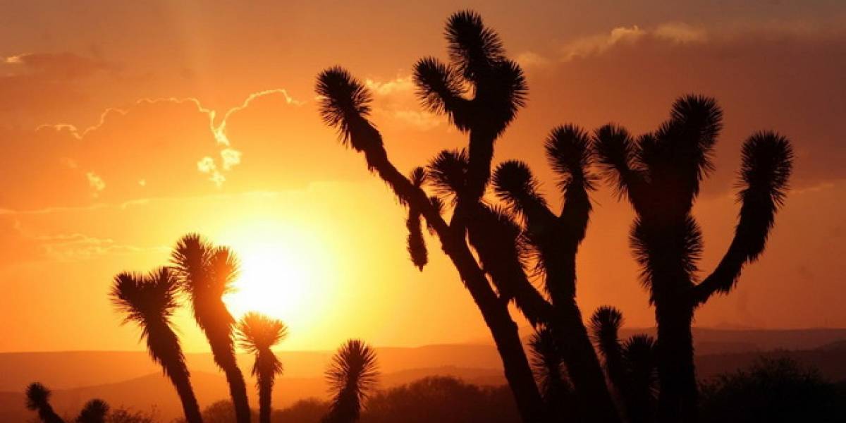 México podría producir 12,000 MW renovables para el 2020