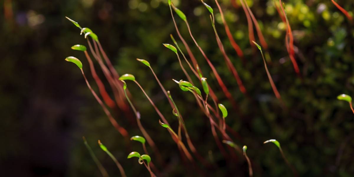 NASA planea cultivar plantas en la Luna en 2015