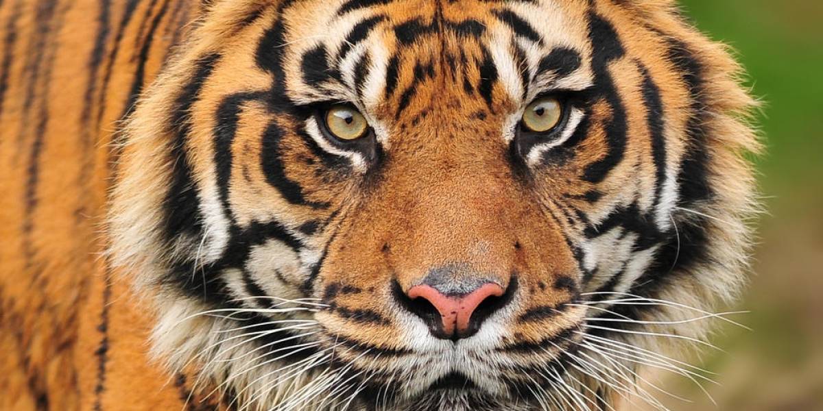 Google entrega US$ 5 millones a la WWF para monitorear animales en peligro con drones