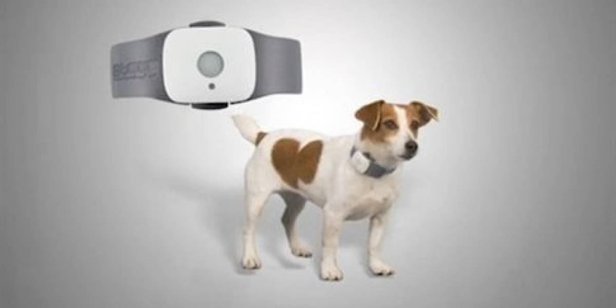 No pierdas a tu perro con este collar-GPS