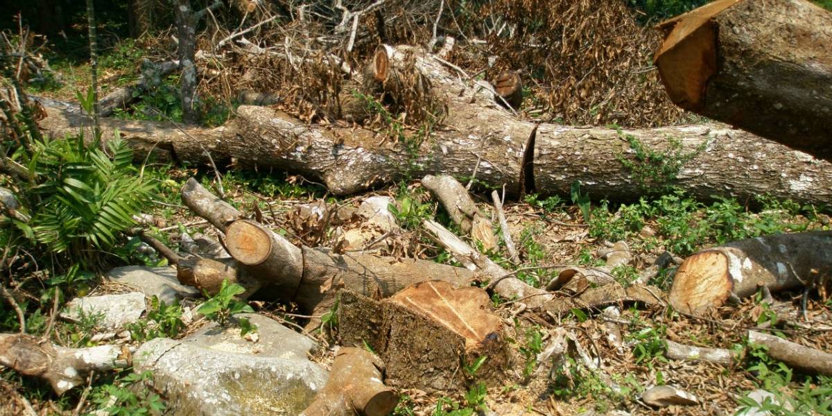 WildLeaks, la plataforma para denunciar crímenes contra la naturaleza