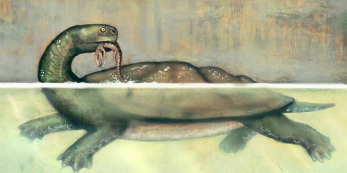 Descubren fósil de tortuga gigante en mina de carbón al norte de Colombia