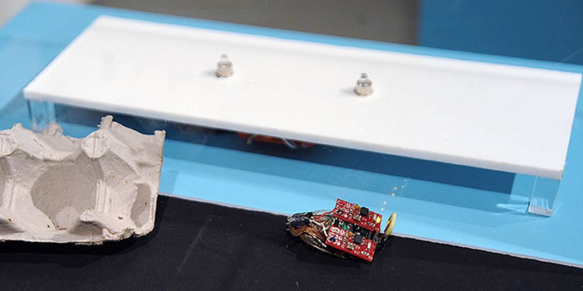 Experimento permite controlar una cucaracha por Twitter