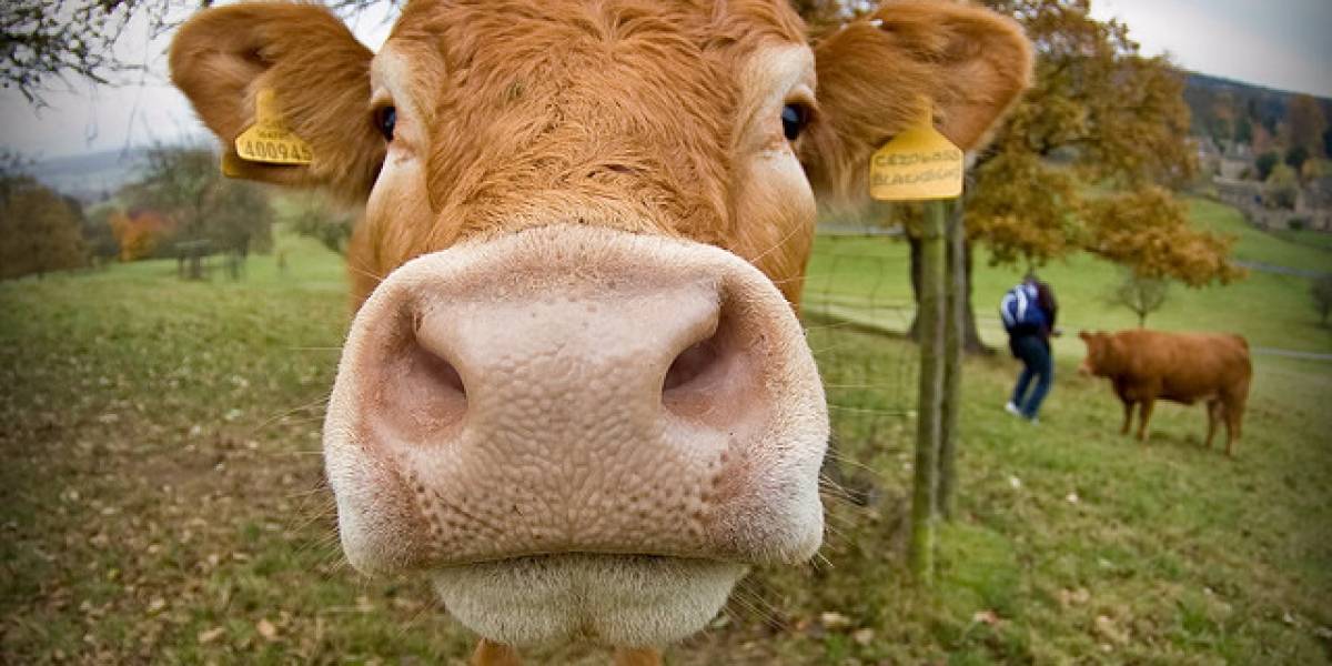 Uruguay: Científicos crean piel sintética a partir de colágeno bovino