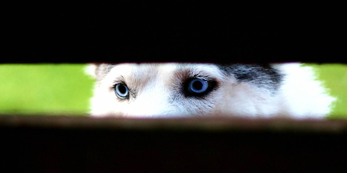TorrentTags te permite saber si un torrent es vigilado por autoridades
