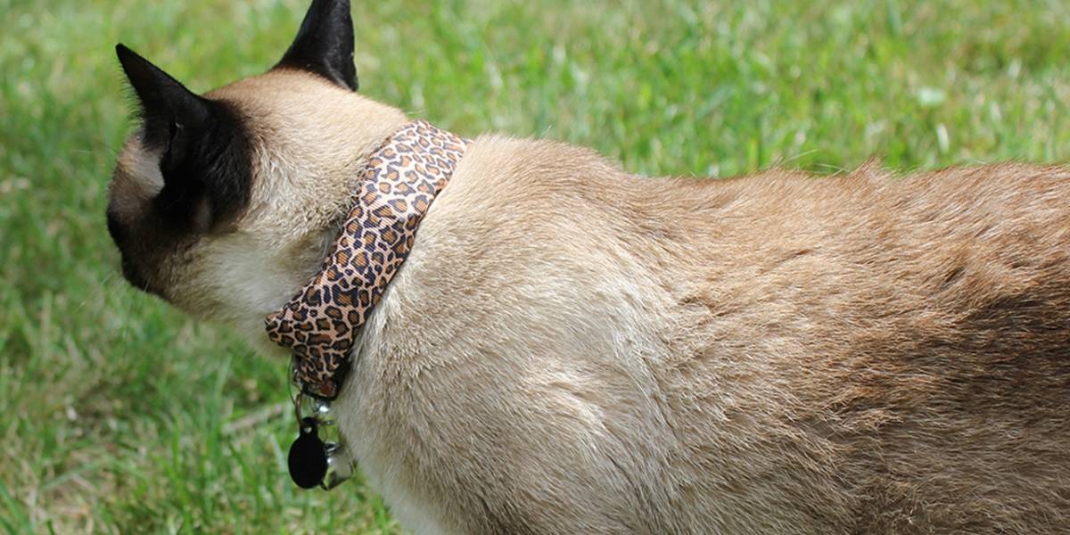 Hacker convierte a su gato en un espía para conseguir WiFi gratis