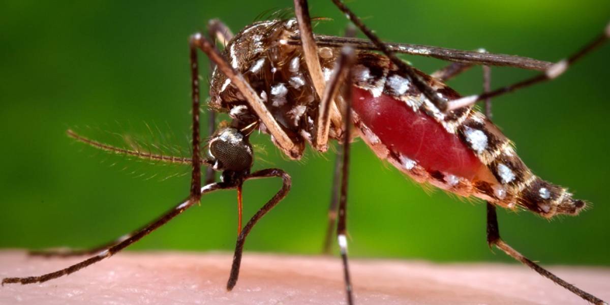 Tratamiento para el Zika tardaría un año en llegar
