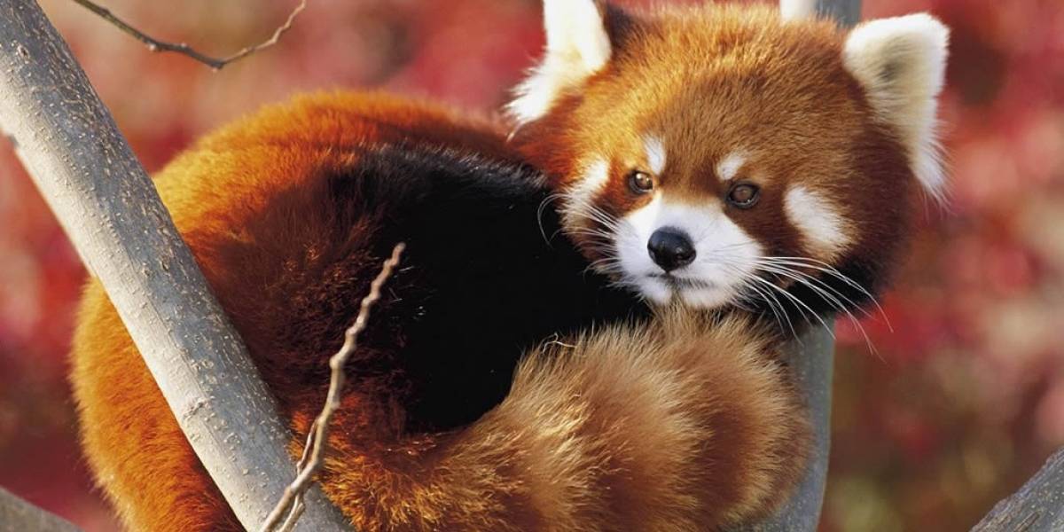 Llega Firefox 43 con versión de 64 bits para Windows