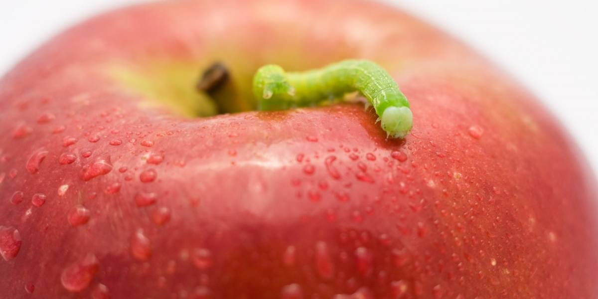 Apple no pagó impuestos en el Reino Unido en 2012 pese a ganancias