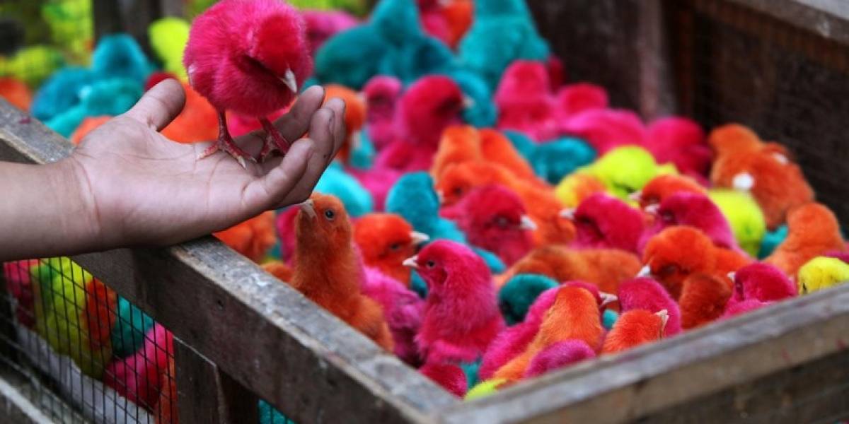 Pintan pollos de colores al estilo de Angry Birds
