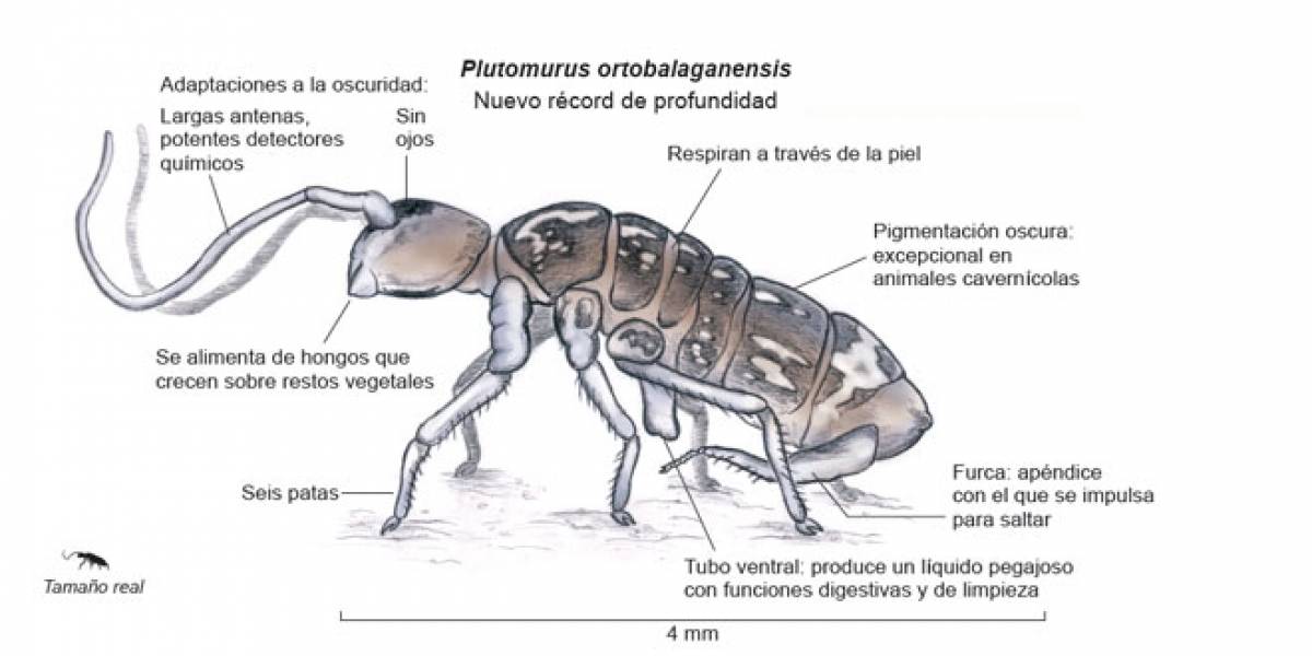 Científicos españoles encuentran los animales que viven a mayor profundidad en la Tierra
