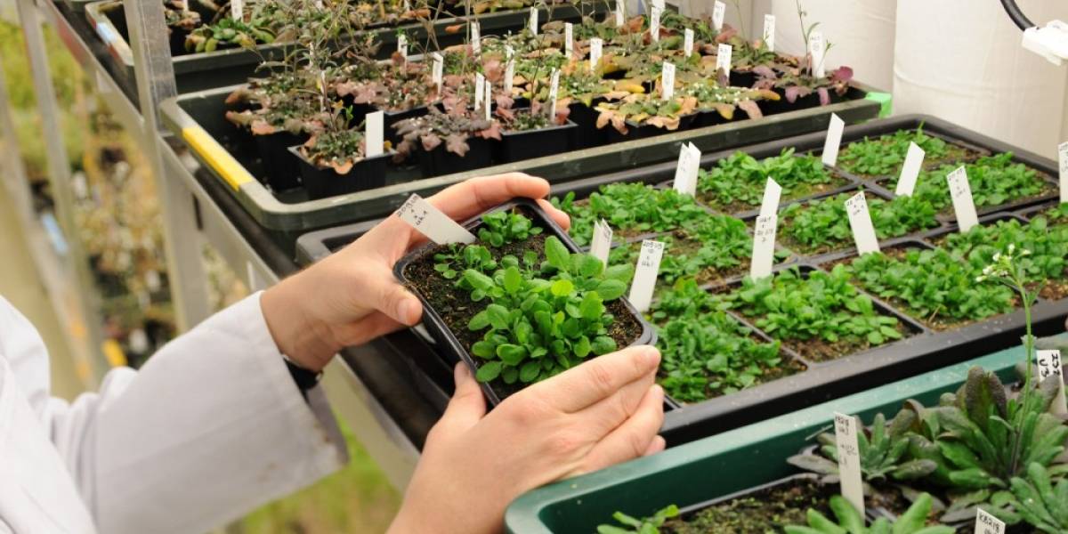 Las plantas hacen cálculos matemáticos para regular su consumo de energía nocturno