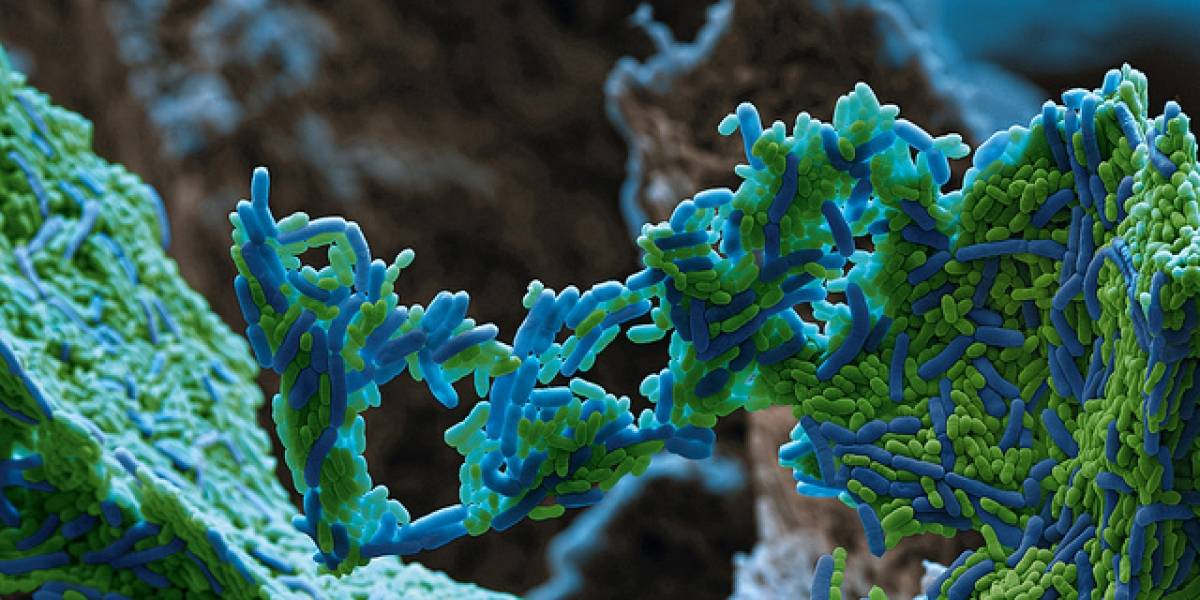 Futurología: La NASA anunciará el descubrimiento de una nueva forma de vida
