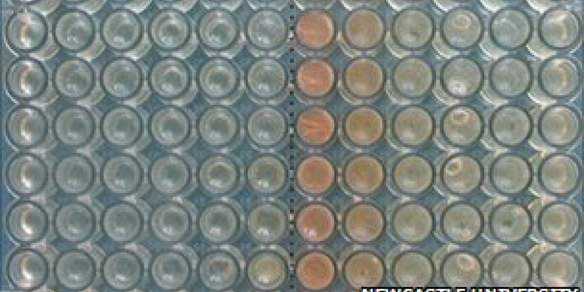 Investigadores comprueban que las bacterias tienen la capacidad de oler