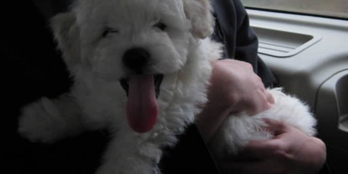 WTF? El perro de Mark Zuckerberg humilla a su amo