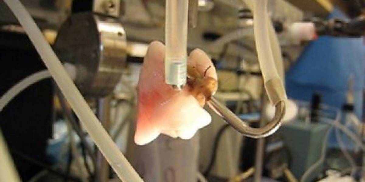 Científicos trasplantan pulmones bioartificiales a ratas