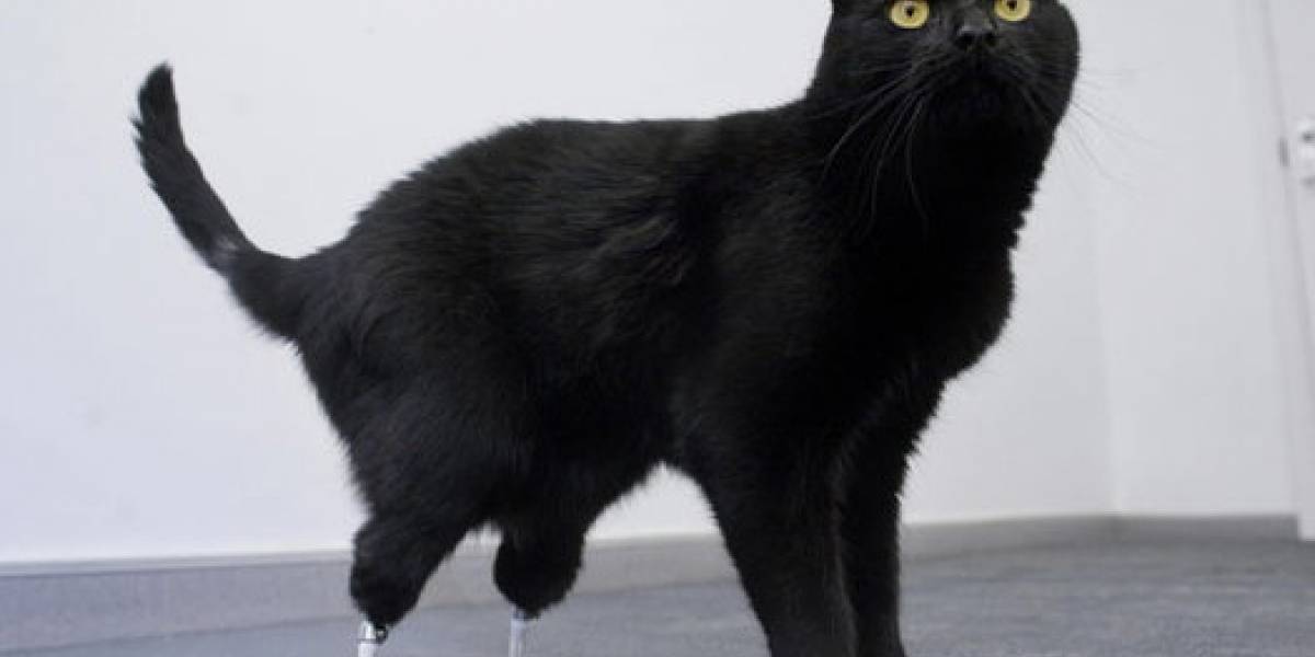 Oscar, el gato biónico