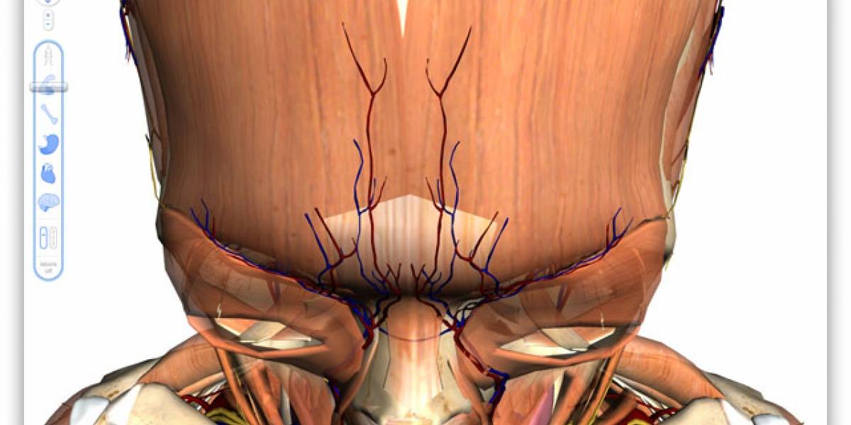 Google Body es el nuevo Google Maps del cuerpo humano