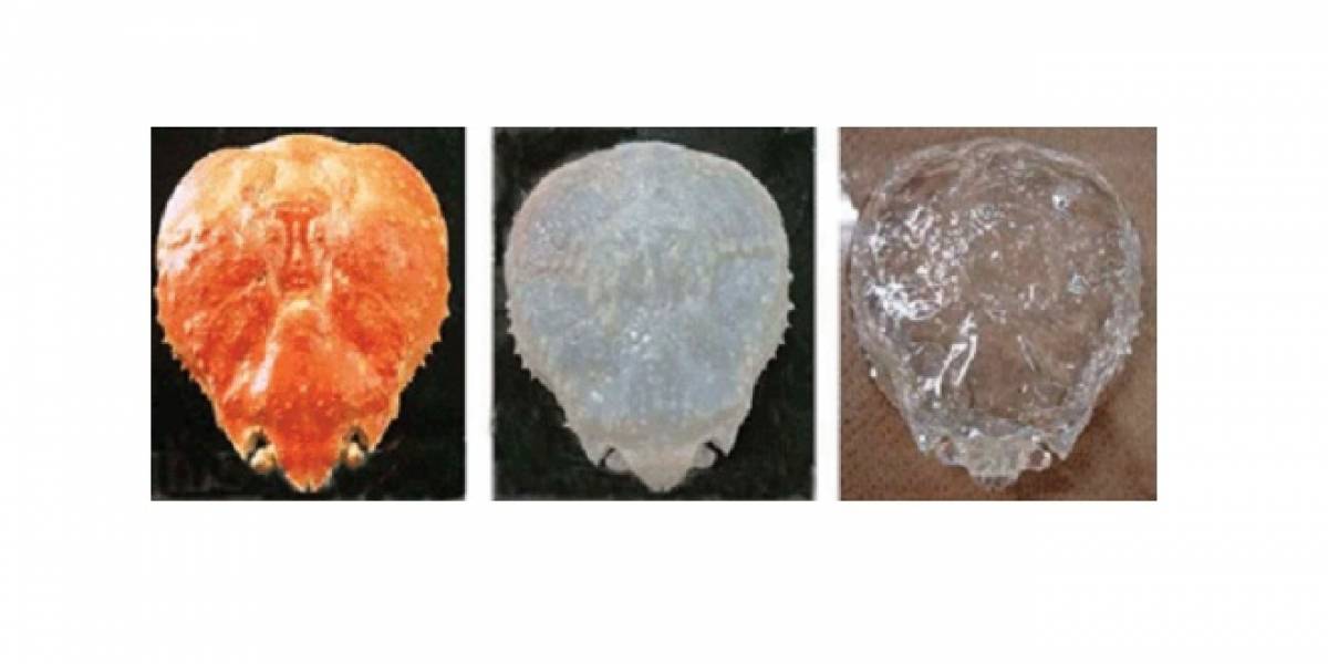 Científicos japoneses hacen transparente a un cangrejo
