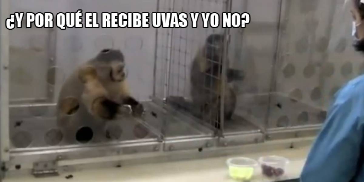 Video: Los monos también se enojan con una paga desigual
