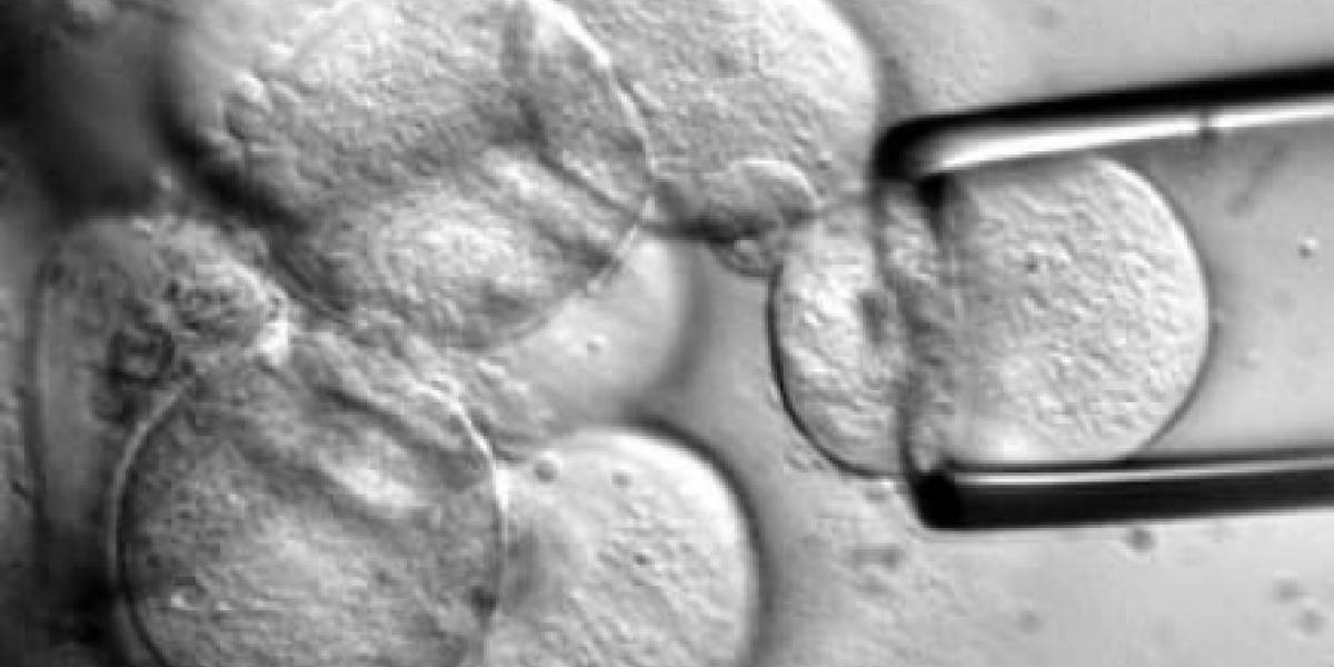 Comenzó el primer tratamiento de terapia con células madre