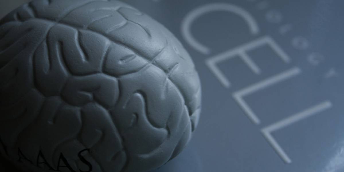 Científicos lograron crear células del cerebro humano