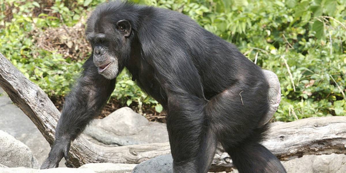 Estados Unidos deja el estudio de chimpancés