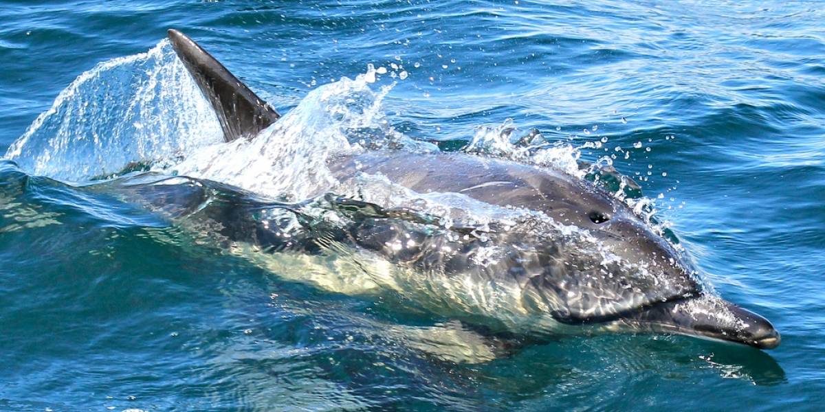 Científicos descubren más evidencia de que los delfines se llaman con nombres
