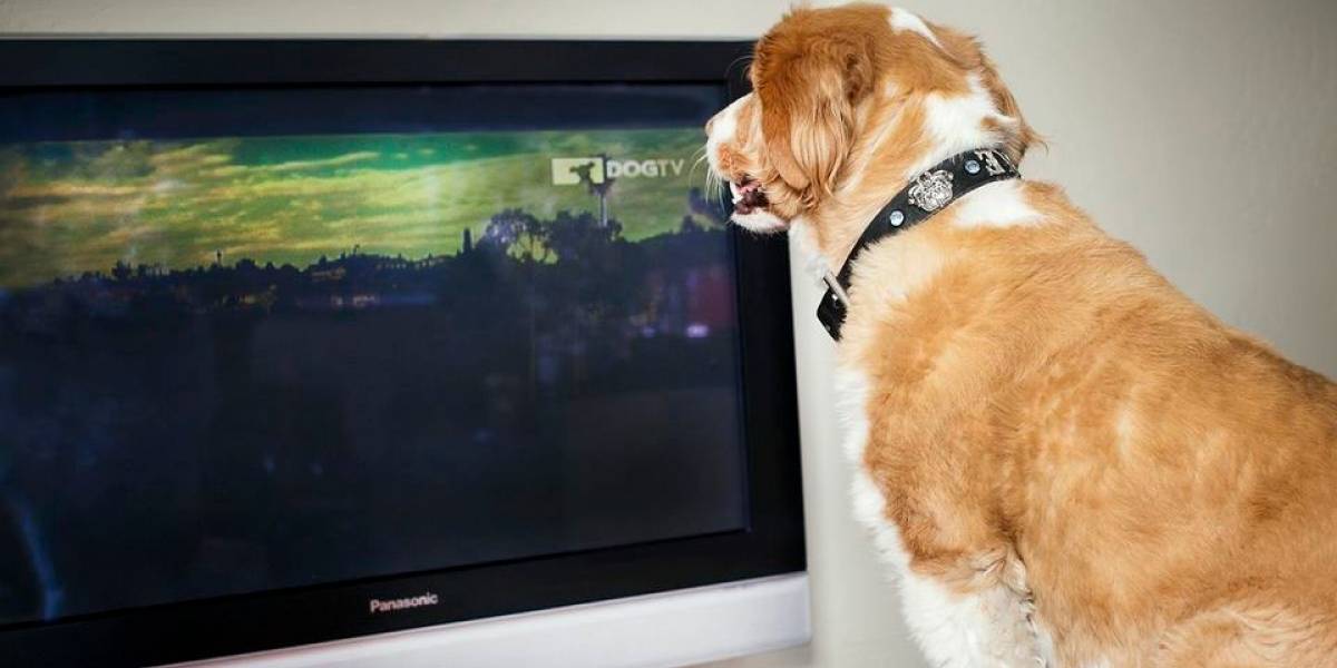 Ahora tu perro contará con un canal dedicado de televisión