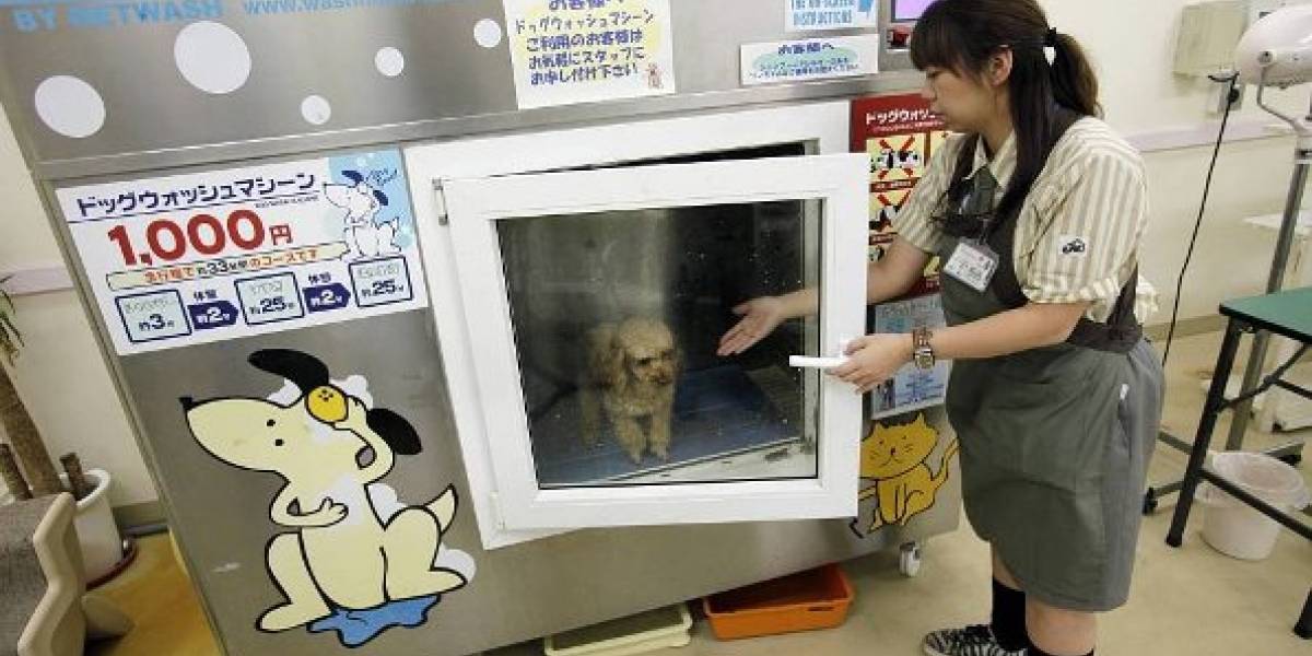 Un spa automático para animales, ¿relaja o estresa a las mascotas?