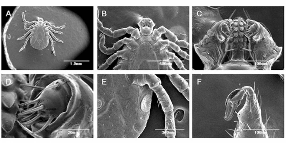 Captan a los primeros insectos que sobreviven al microscopio de electrones